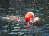 sea otter